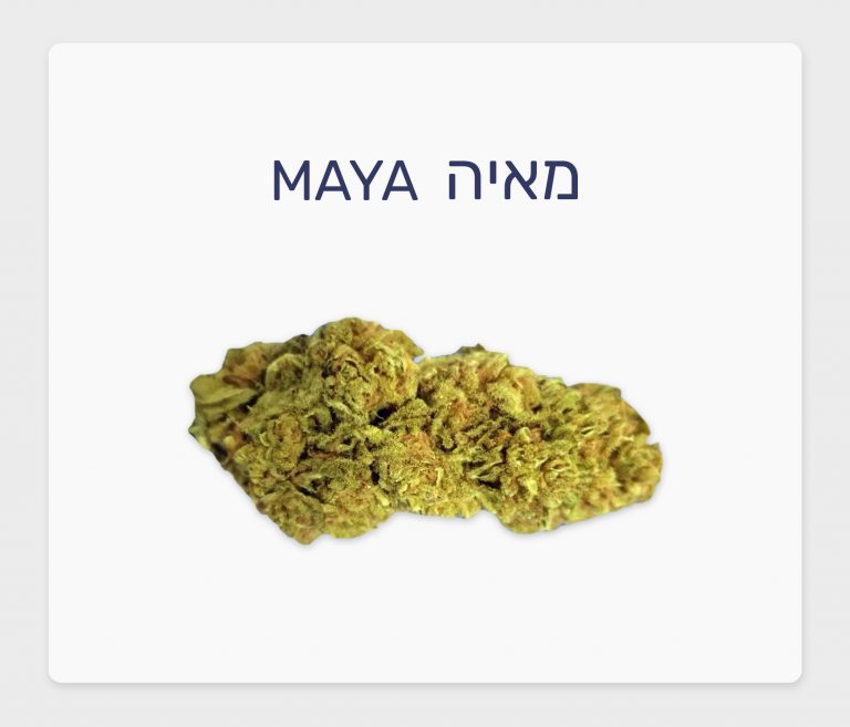 סקירת זן – מאיה T20/C4 אינדיקה