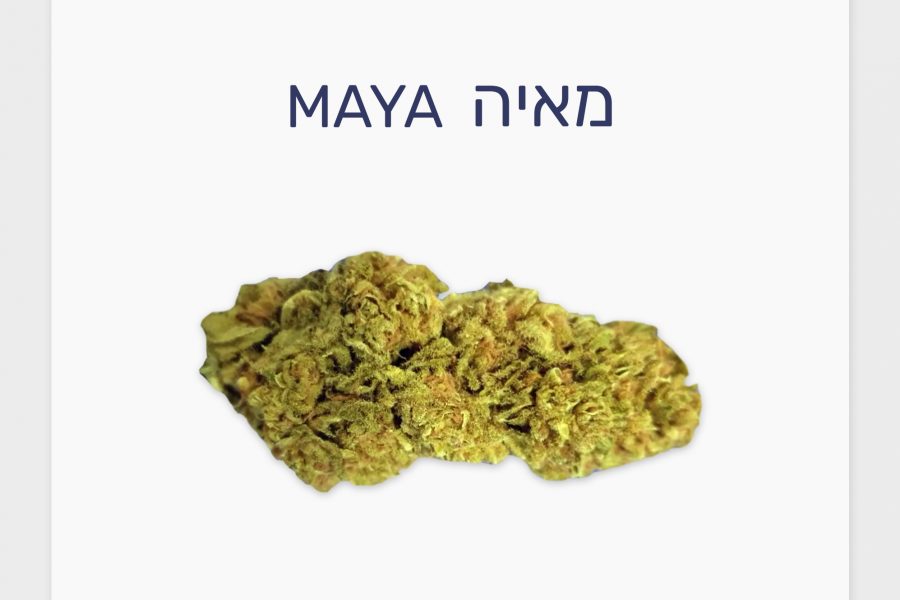 סקירת זן – מאיה T20/C4 אינדיקה