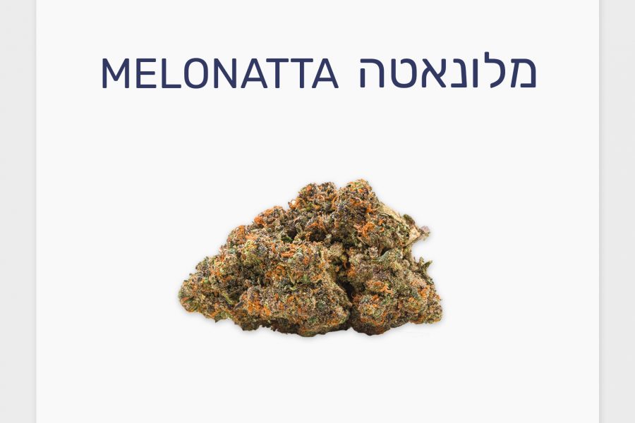 סקירת זן – מלונאטה T20/C4 סאטיבה