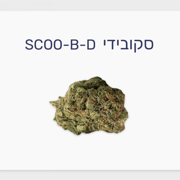 סקירת זן – סקובידי T10/C10 היברידי