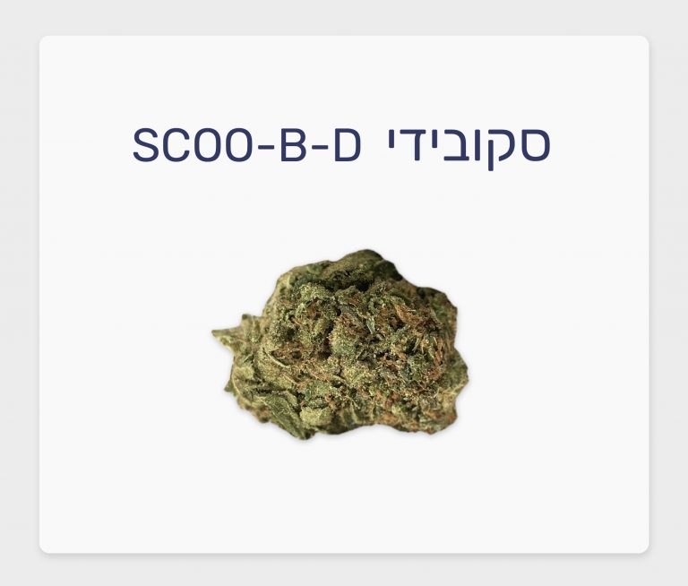 סקירת זן – סקובידי T10/C10 היברידי