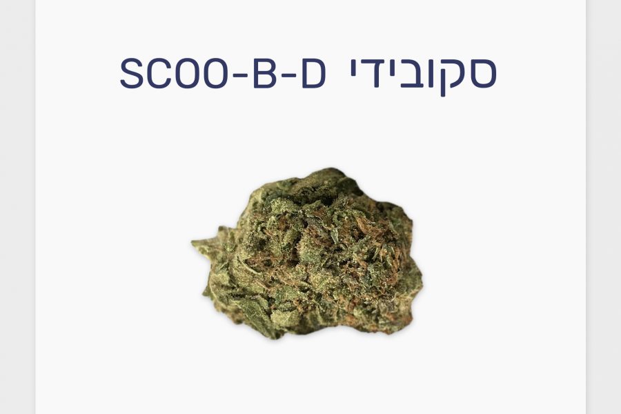 סקירת זן – סקובידי T10/C10 היברידי