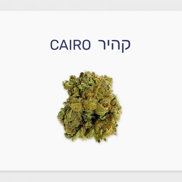 סקירת זן – קהיר T20/C4 סאטיבה