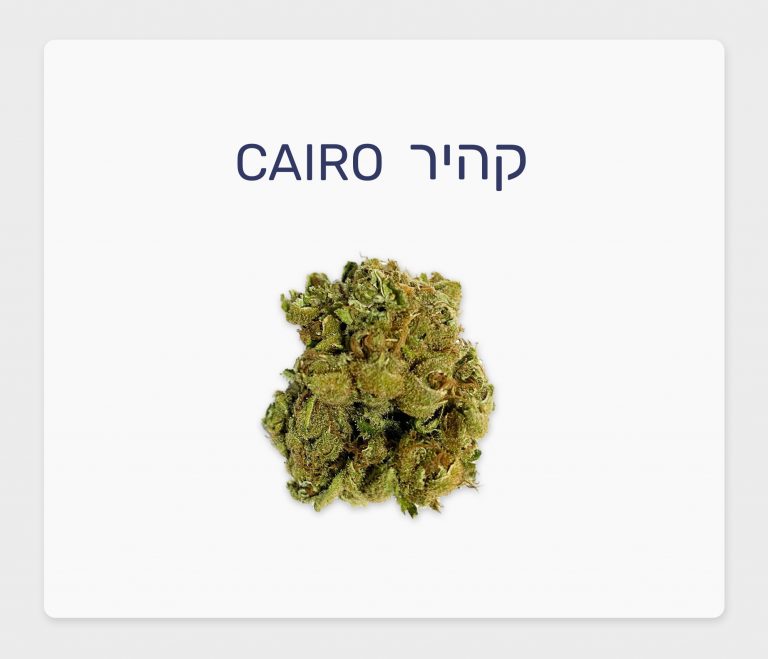 סקירת זן – קהיר T20/C4 סאטיבה