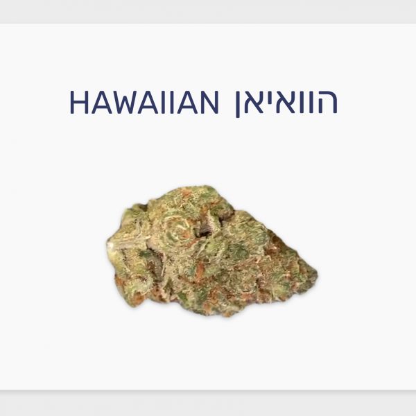 סקירת זן – הוואיאן T20/C4 סאטיבה