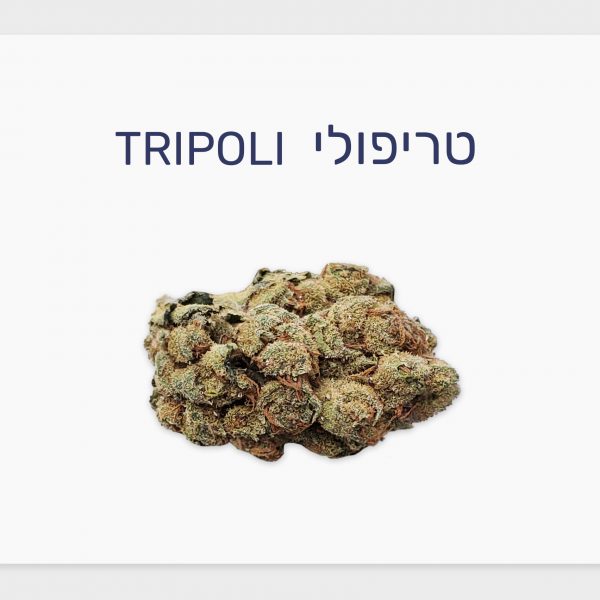 סקירת זן – טריפולי T20/C4 אינדיקה