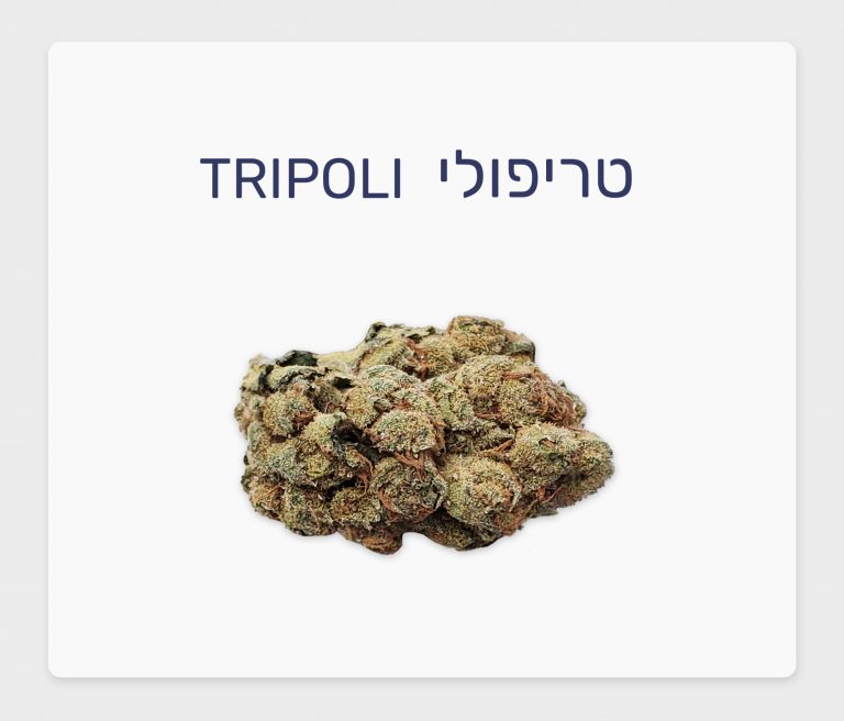סקירת זן – טריפולי T20/C4 אינדיקה