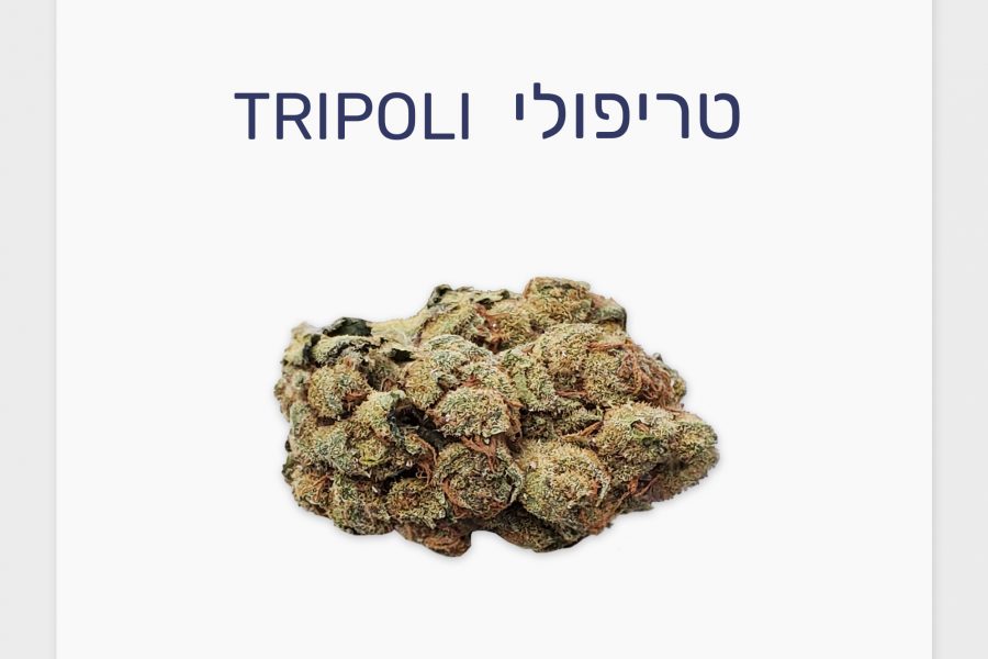 סקירת זן – טריפולי T20/C4 אינדיקה