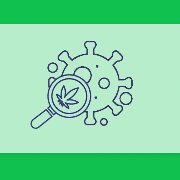 קנאביס רפואי ומחלות אוטו-אימוניות