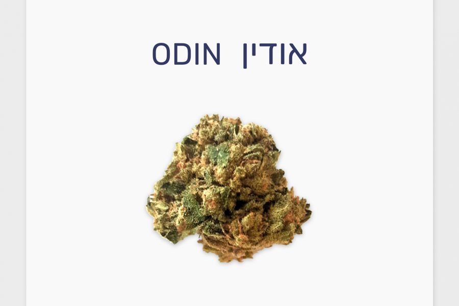 סקירת זן – אודין T10/C10 היברידי