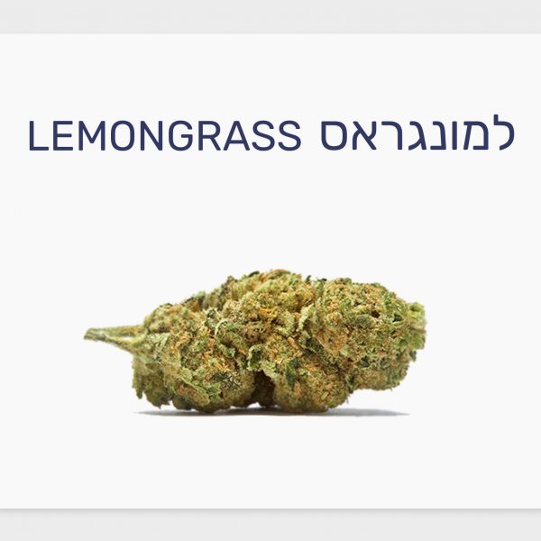 סקירת זן – למונגראס T20/C4 היברידי