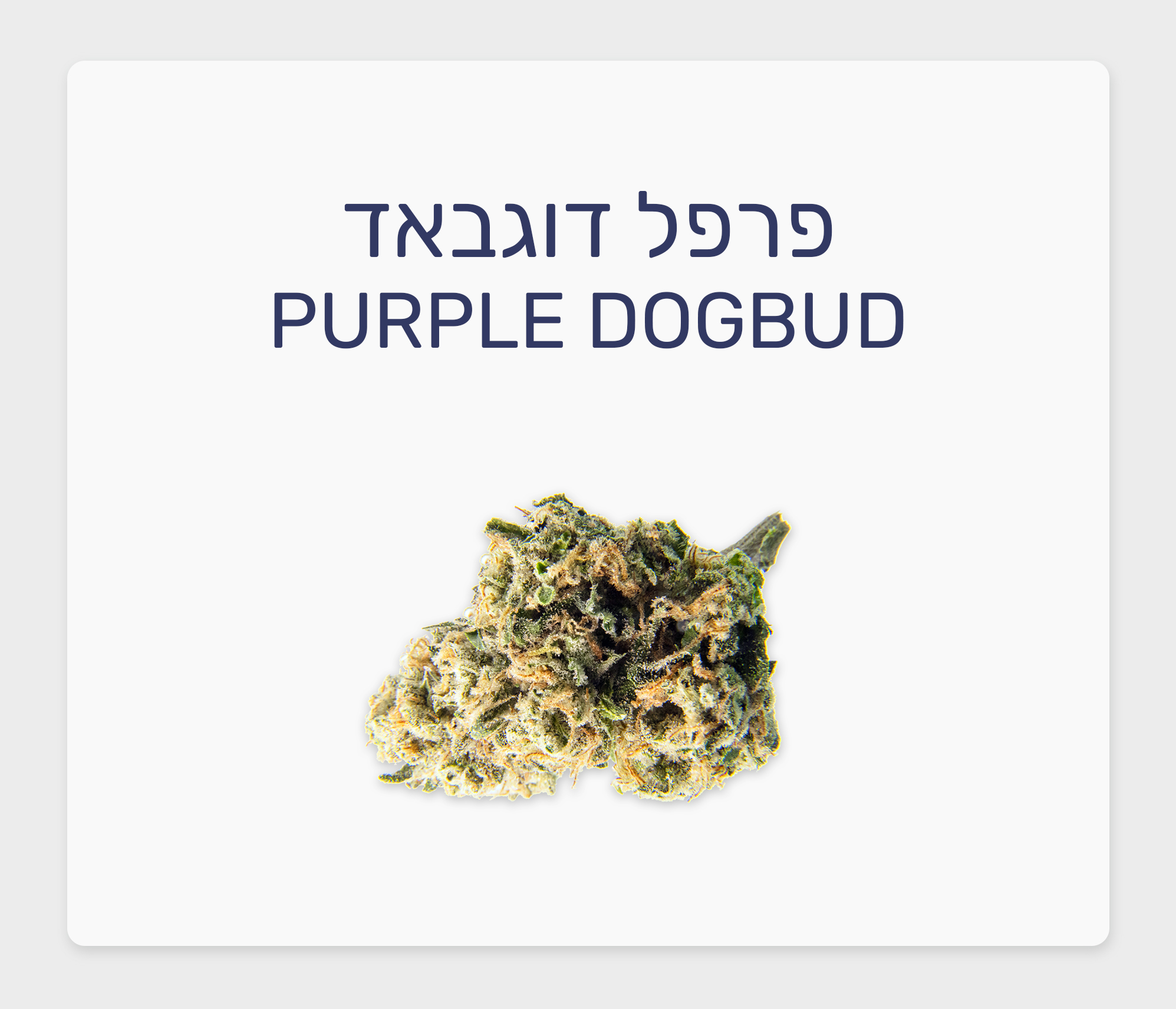סקירת זן – פרפל דוגבאד T20/C4 סאטיבה