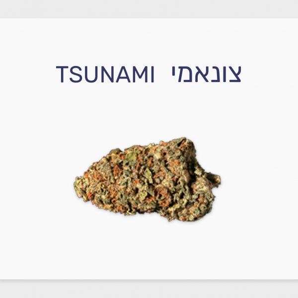 סקירת זן – תפרחת צונאמי T20/C4 אינדיקה