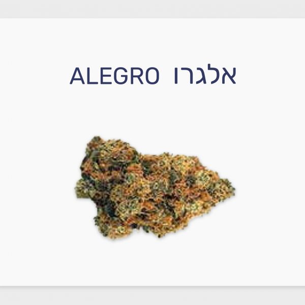 סקירת זן – אלגרו T20/C4 סאטיבה