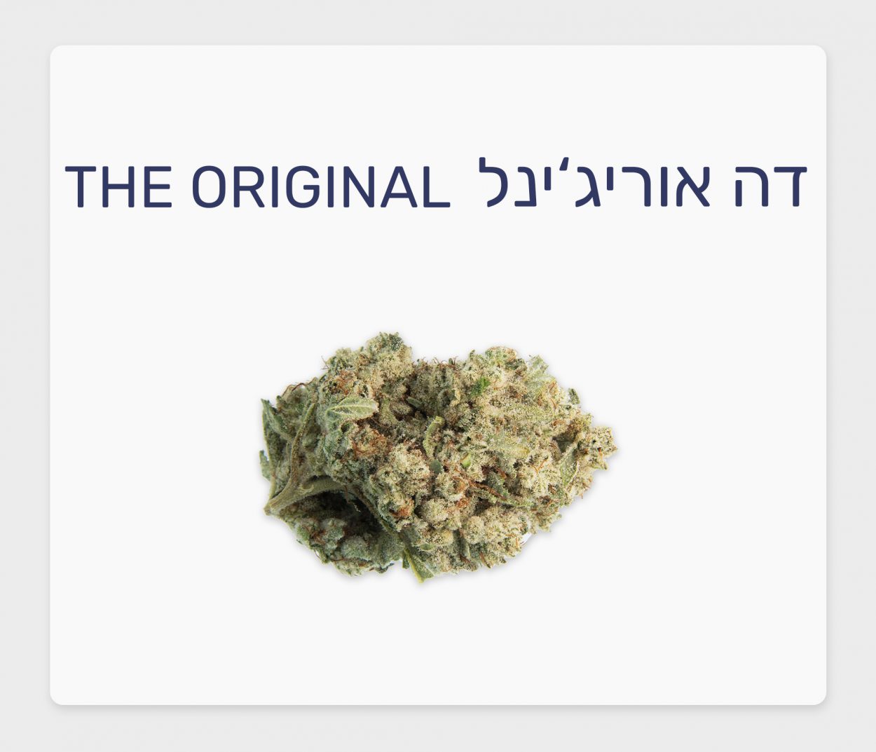סקירת זן – דה אוריג'ינל T20/C4 אינדיקה