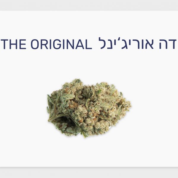 סקירת זן – דה אוריג'ינל T20/C4 אינדיקה