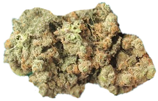 תפרחת וייז דלאי