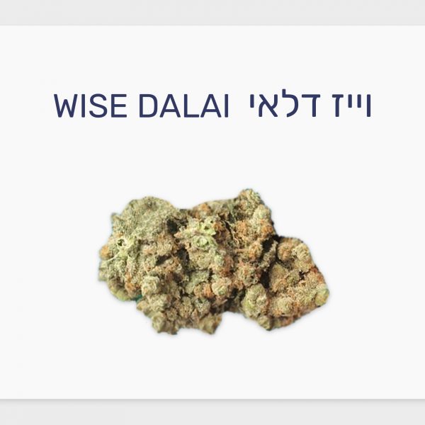 סקירת זן – וייז דלאי T20/C4 היברידי