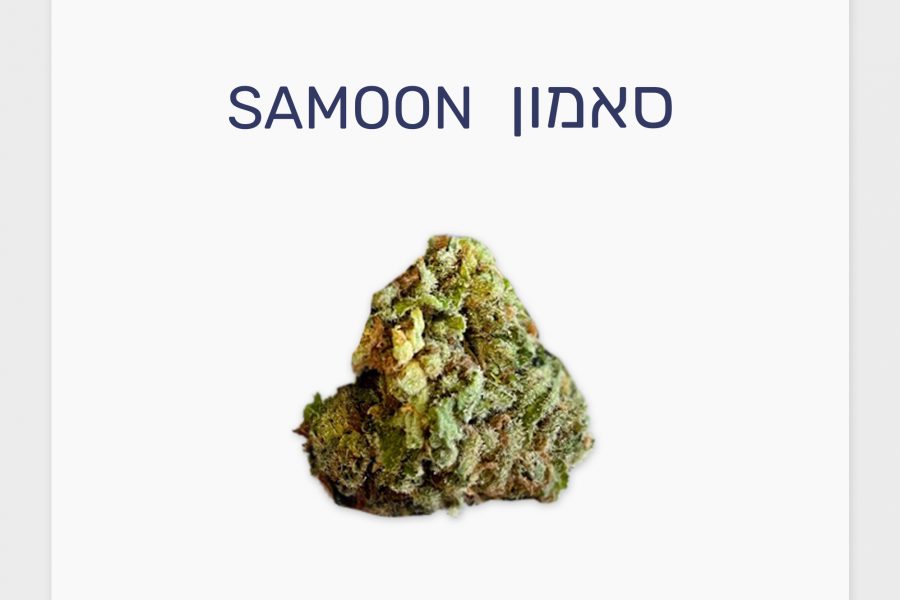 סקירת זן – סאמון T20/C4 היברידי