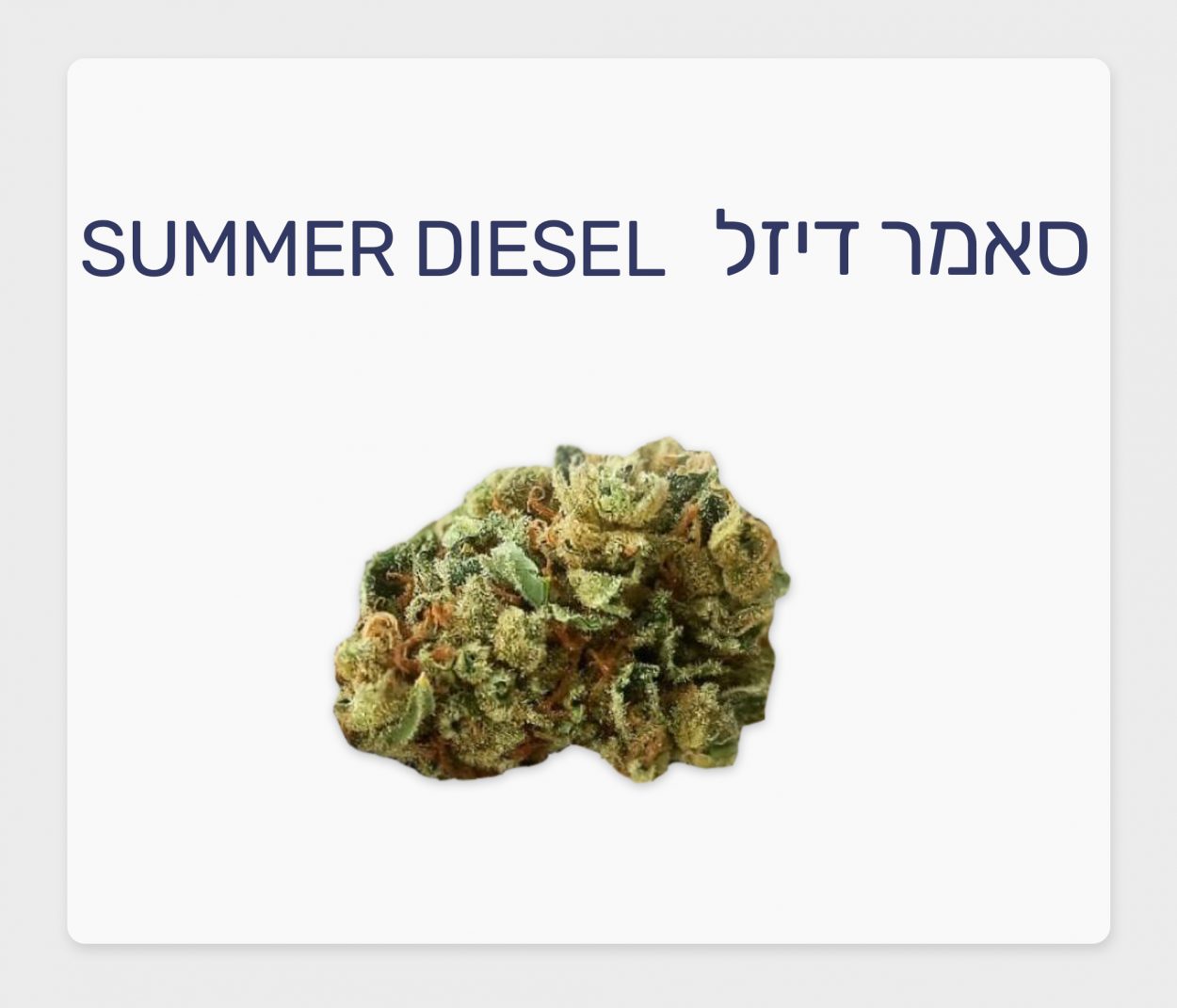 סקירת זן – סאמר דיזל T20/C4 סאטיבה