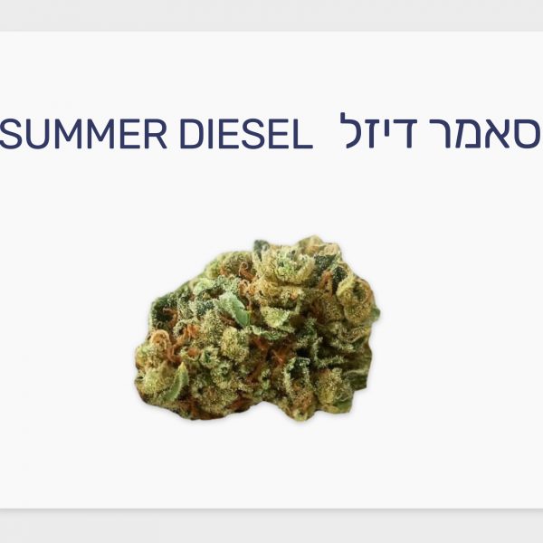 סקירת זן – סאמר דיזל T20/C4 סאטיבה