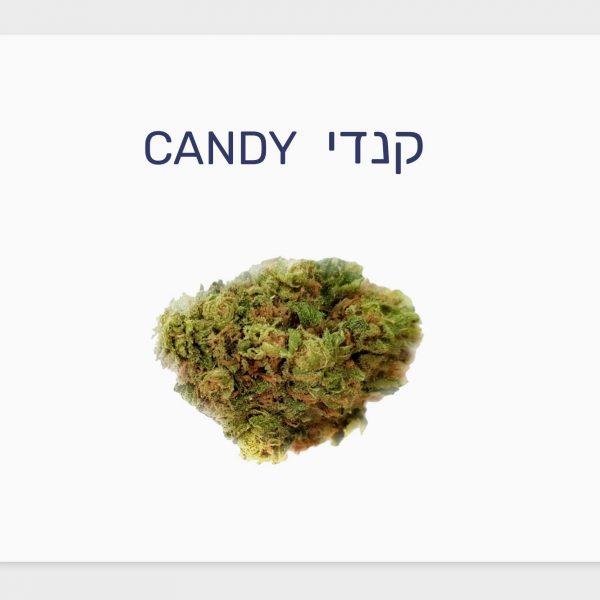 סקירת זן – קנדי T20/C4 אינדיקה