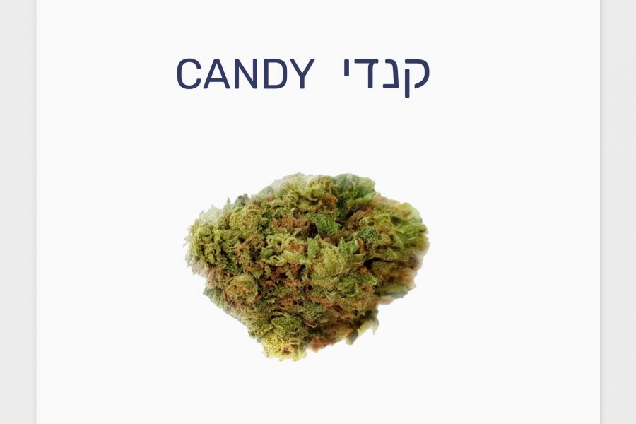 סקירת זן – קנדי T20/C4 אינדיקה