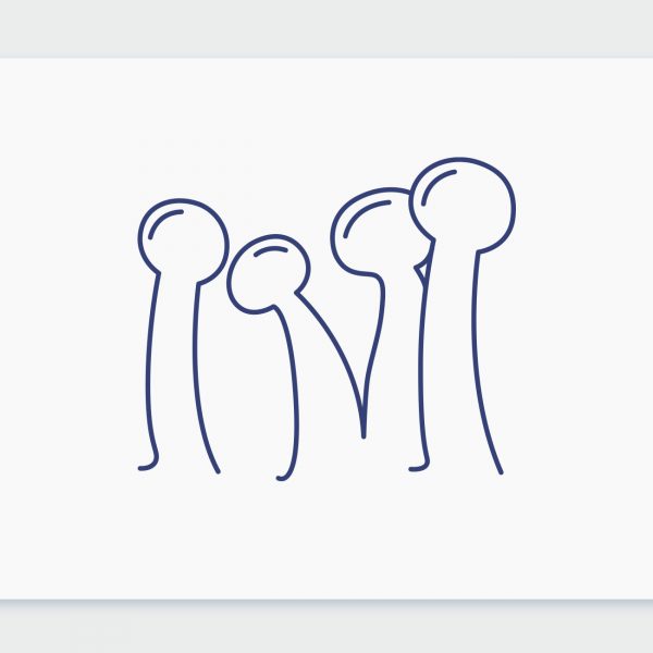 מה הן טריכומות בצמח הקנאביס?