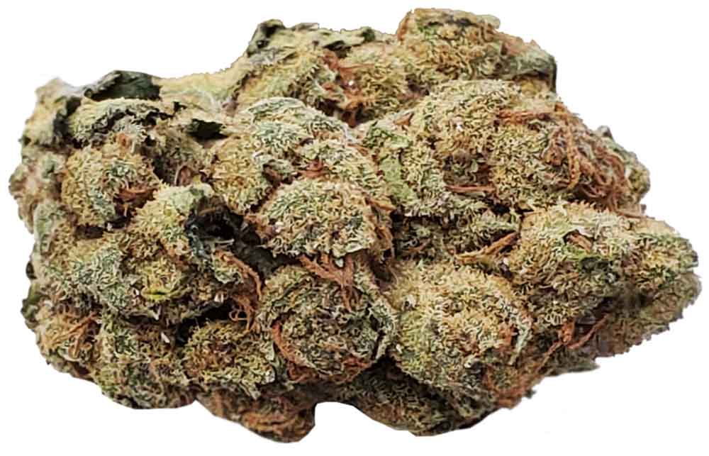 תפרחת טריפולי