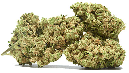 תפרחת מנגו מינט