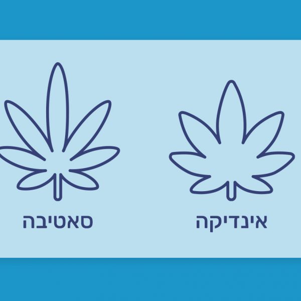 סאטיבה לעומת אינדיקה, למה לצפות ומה הם ההבדלים בין סוגי הקנאביס השונים