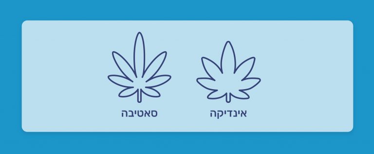 סאטיבה לעומת אינדיקה, למה לצפות ומה הם ההבדלים בין סוגי הקנאביס השונים