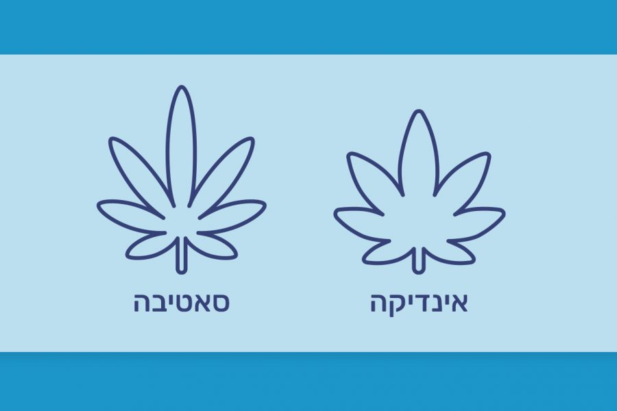 סאטיבה לעומת אינדיקה, למה לצפות ומה הם ההבדלים בין סוגי הקנאביס השונים