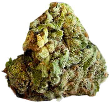 תפרחת סאמון