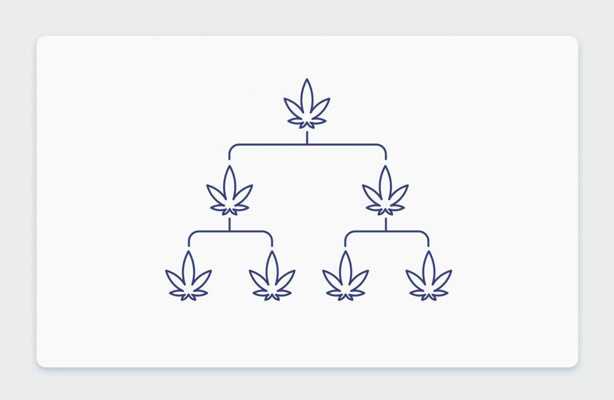 היסטוריית קנאביס: שושלת זן הקנאביס הרפואי הולנדי