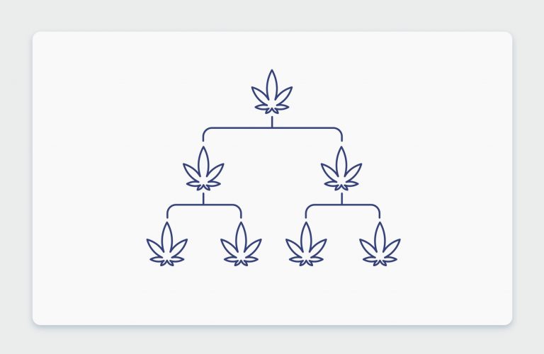 היסטוריית קנאביס: שושלת זן הקנאביס הרפואי הולנדי