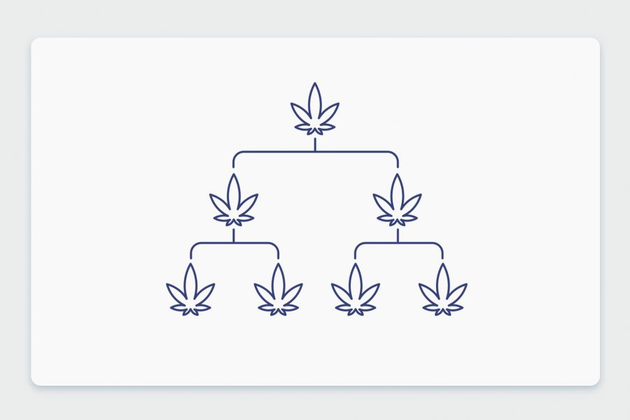 היסטוריית קנאביס: שושלת זן הקנאביס הרפואי הולנדי