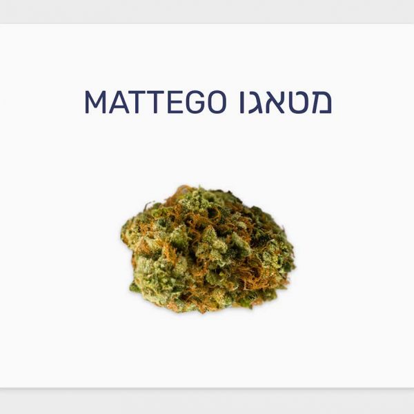 סקירת זן – תפרחת מטאגו T20/C4 אינדיקה