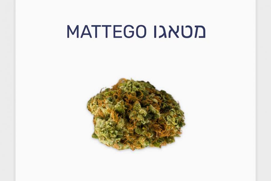 סקירת זן – תפרחת מטאגו T20/C4 אינדיקה