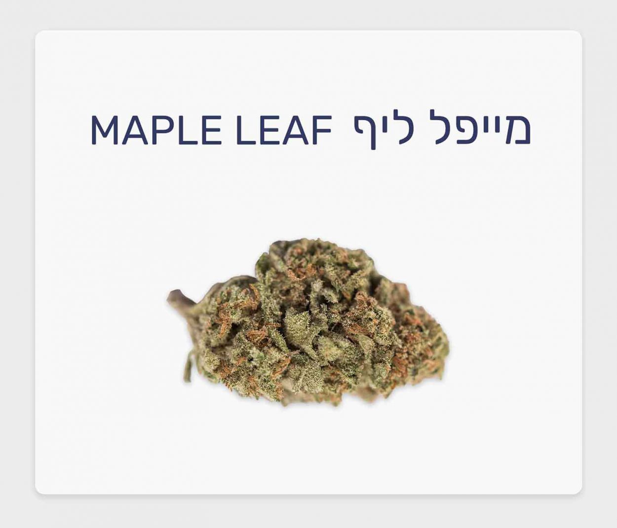 סקירת זן – מייפל ליף T20/C4 אינדיקה