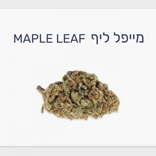 סקירת זן – מייפל ליף T20/C4 אינדיקה