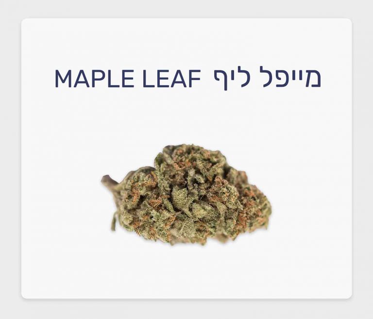 סקירת זן – מייפל ליף T20/C4 אינדיקה