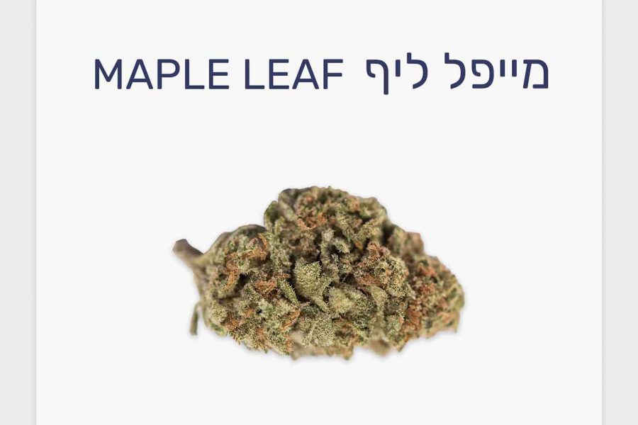 סקירת זן – מייפל ליף T20/C4 אינדיקה