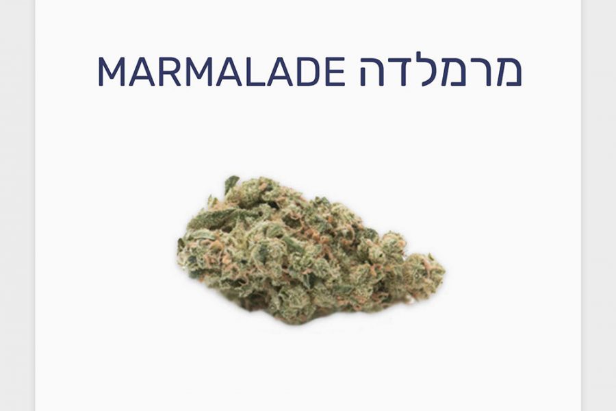 סקירת זן – תפרחת מרמלדה T20/C4 סאטיבה