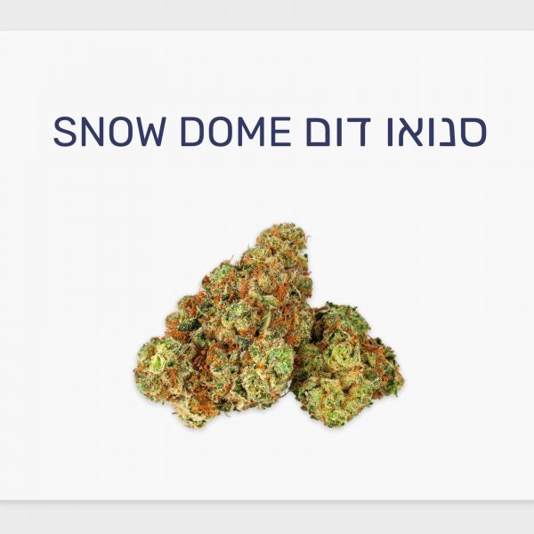 סקירת זן – תפרחת סנואו דום T20/C4 אינדיקה