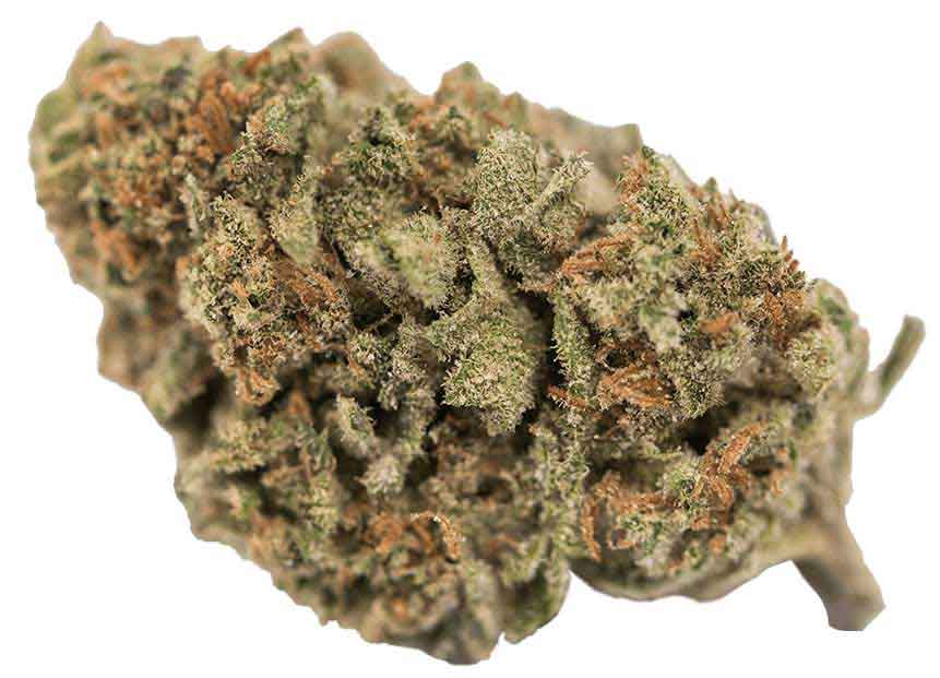 תפרחת מייפל ליף