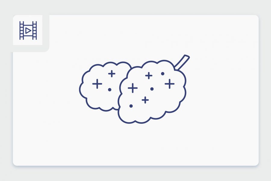 מי אני ומה שמי? סרטון תפרחות סאטיבה עכשיו בבתי המרקחת