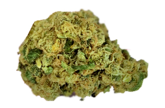 תפרחת אופרה