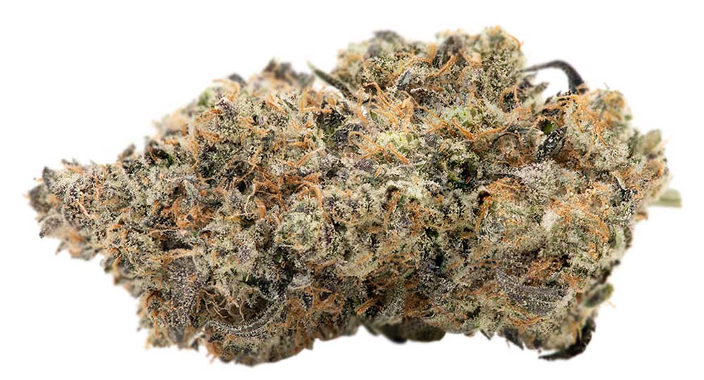 תפרחת פינאט באטר מאק