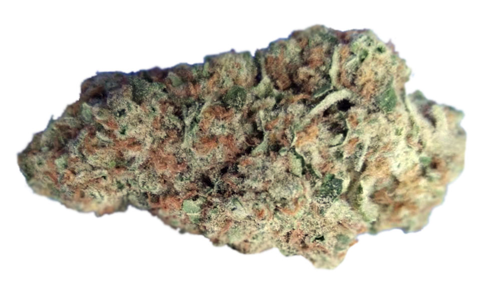 תפרחת אלכסנדרה